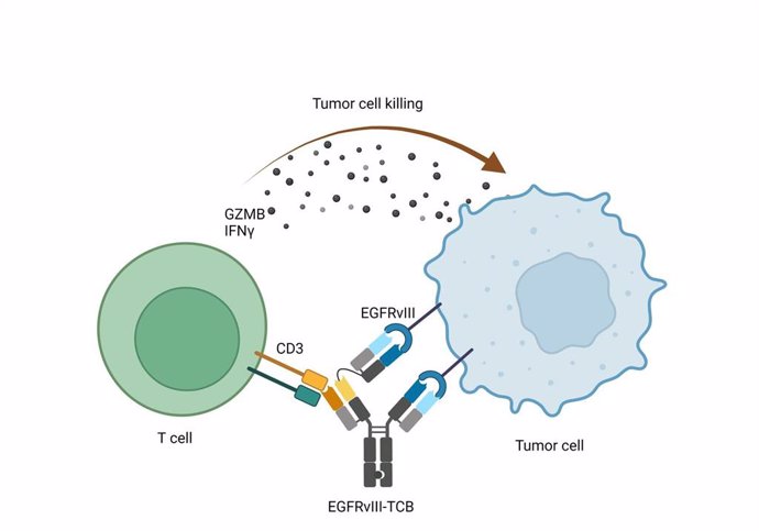 Un nuevo fármaco inmunológico ha demostrado su eficacia en estudios preclínicos en el tratamiento del glioblastoma, el tumor cerebral "más frecuente y agresivo"