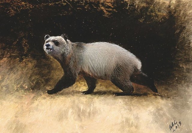 Recreación del pariente europeo del panda gigante, que vivió durante el Mioceno