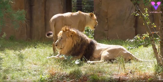 Así trabajan en este zoo para curar a un león