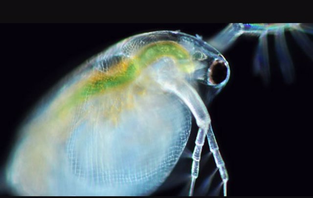 El crustáceo de agua dulce Daphnia (pulga de agua) es un organismo de investigación común en ecología, toxicología, biología del desarrollo evolutivo y otros campos.