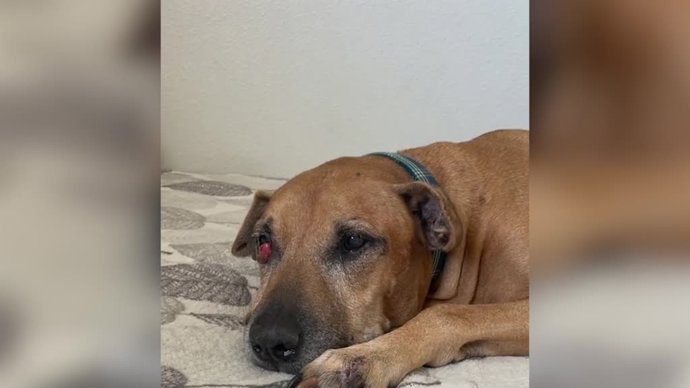 Así fue la recuperación de la vista de este perro gracias a las redes sociales