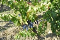 La vendimia se adelanta en Catalunya y se prevé "sana y de calidad"