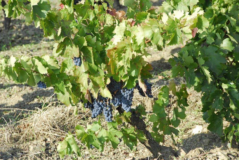 Uvas