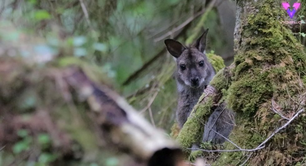 La difícil tarea de captar a los wallabies australianos en el Reino Unido