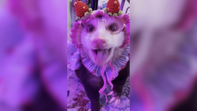 Esta chica da una vida nueva a las zarigueyas que rescata... Y las hace virales vistiéndolas para las redes