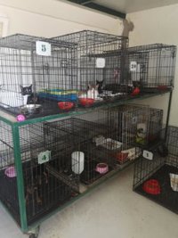 Licitadas las nuevas gateras previstas en el zoosanitario municipal de Sevilla