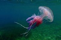 Contra las picaduras de medusas, ¿es bueno echar orina, agua dulce o arena?