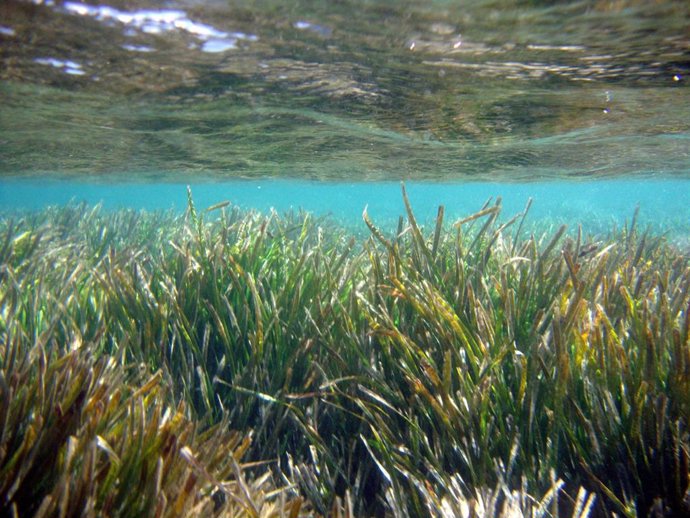 Archivo - Ejemplo de especies protegidas como la Posidonia oceánica o el molusco Pinna nobilis.