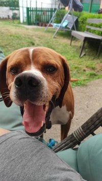 El BOPA publica la Ordenanza municipal de animales, que entrará en vigor el 25 de agosto