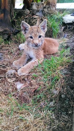 Cría de lince euroasiático nacido en el Zoológico El Bosque.