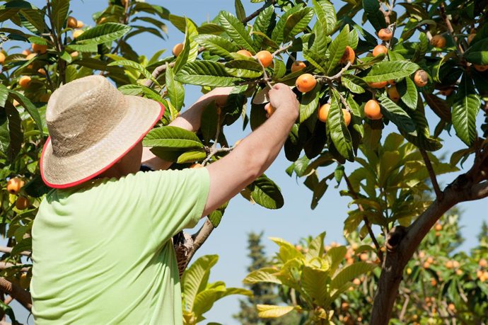 Una persona recollint fruita