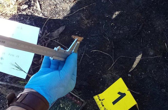 Cabicha atopada no distrito forestal XVIII área de Vigo - Baixo Miño que mostra novos indicios de intencionalidade de lume