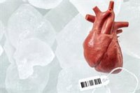 Consiguen restaurar la función de células y órganos en cerdos después de la muerte