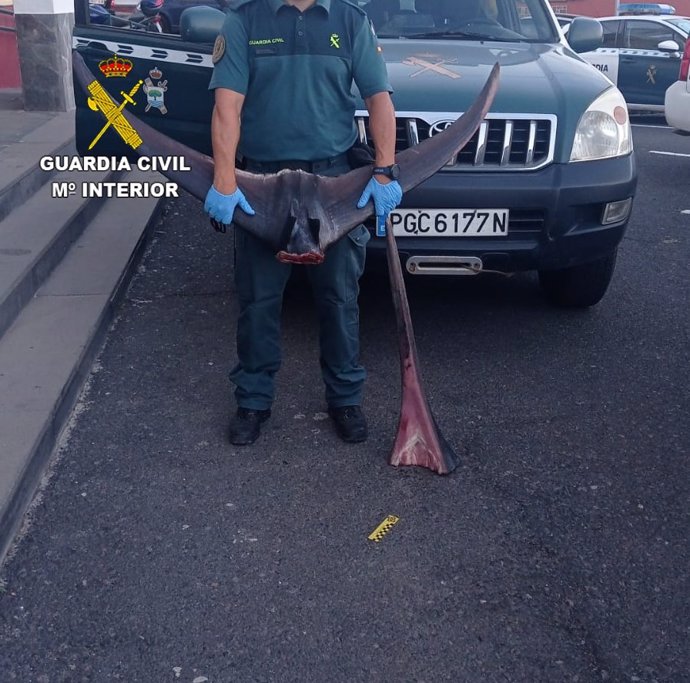 Un agente del Seprona sostiene la cola del pez Marlín capturado ilegalmente