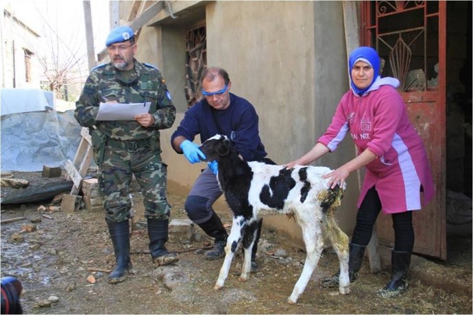 Colaboración de los 'Cascos azules' de España con ganaderos libaneses.