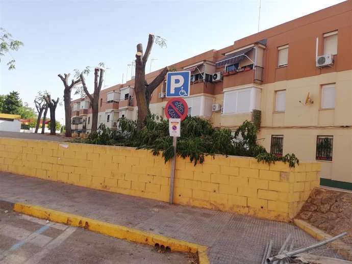 El grupo ecologista de Alcalá, Alwadi-ira, denuncia obras en la calle Pedro Gutiérrez