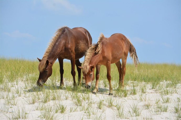 La manada salvaje de Assateague actualmente es administrada conjuntamente por el Servicio de Parques Nacionales en la mitad norte de la isla en Maryland y por la Compañía de Bomberos Voluntarios de Chincoteague en la mitad sur en Virginia.