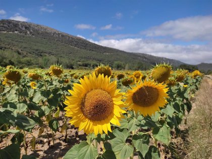 Comienza la campaña del girasol en Córdoba con una bajada de la producción  de un 48%