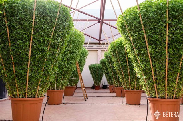 Archivo - Alfàbegues de Bétera