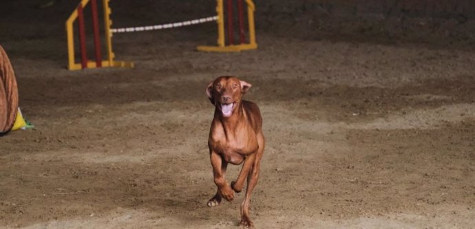 Raza de perro Braco Húngaro