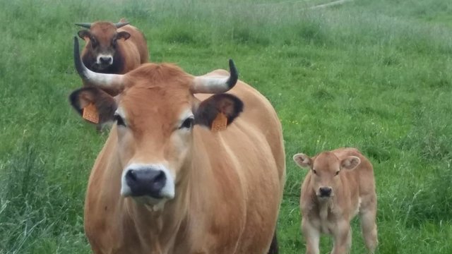 Archivo - Vacas en Cantabria. Ganado bovino.