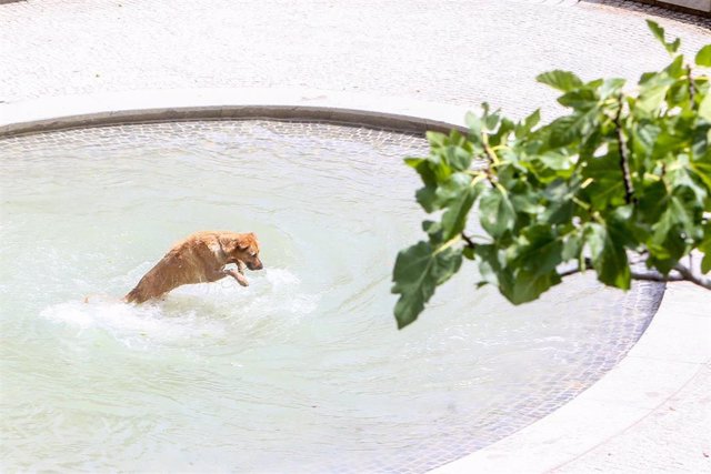 Archivo - Un perro se moja en una fuente en el parque de Madrid Río