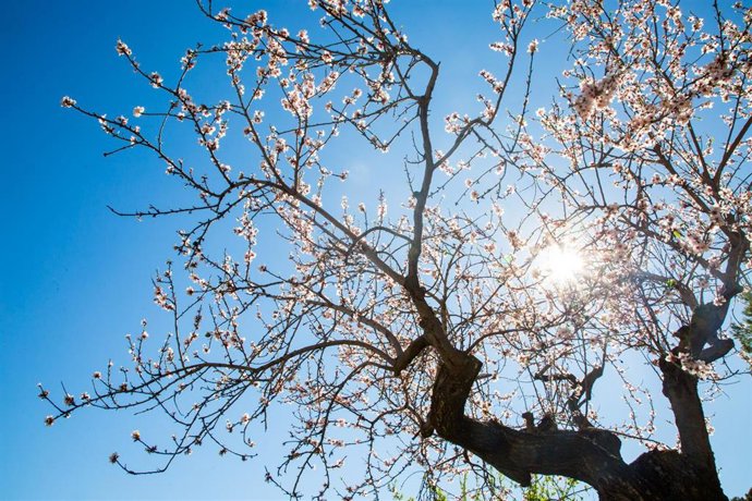 Archivo - Un almendro en flor, en una imagen de archivo.