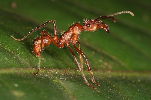 Hormiga de Costa Rica