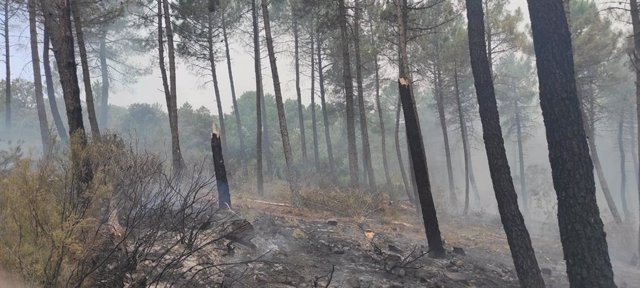 Zona devastada por el incendio en la Sierra de la Culebra que será objeto de restauración.