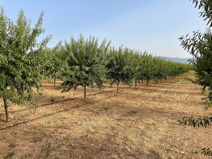 El IICA y Agbar Agriculture fomentarán la gestión sostenible de los recursos hídricos en el sector agrícola