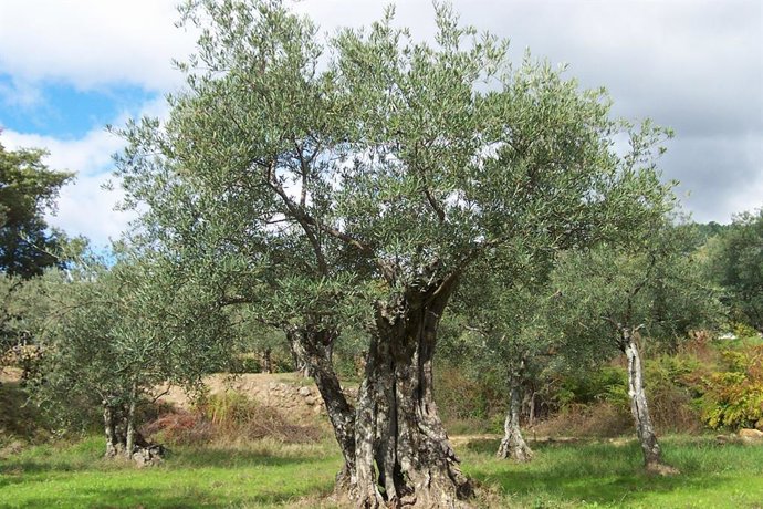 Archivo - Olivar