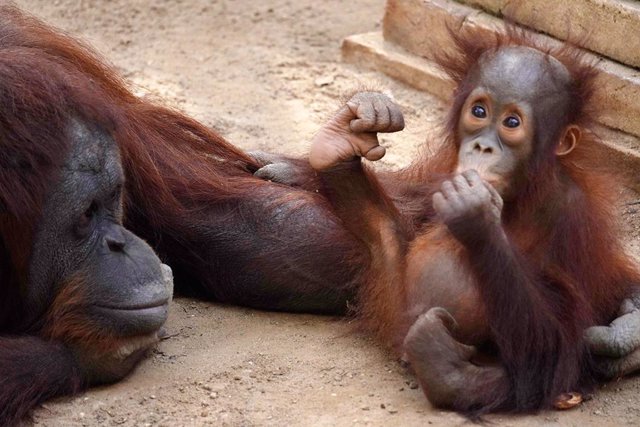 Neo, el orangután de Borneo de Bioparc Fuengirola, cumple su primer año