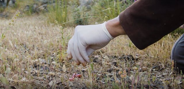 Imagen del documental 'Una visión de la historia de la lucha contra el uso ilegal del veneno en España'