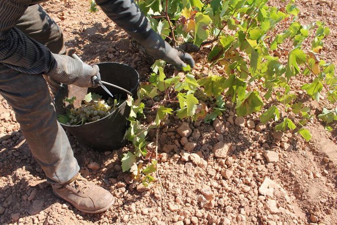 Archivo - Una persona recoge uvas en la cosecha de 2021, en una imagen de archivo.