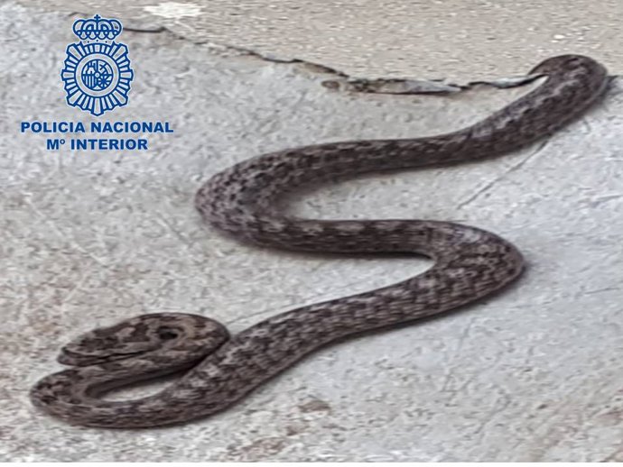 Víbora localizada en Valcarlos.