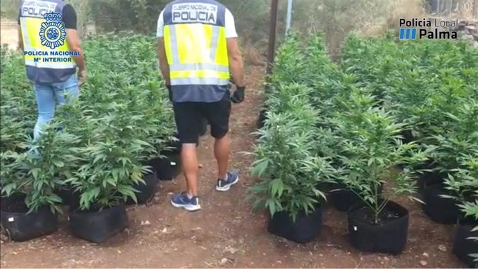 Plantación de marihuana en Costitx.