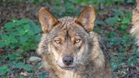El lobo nunca habitó en más de la mitad de España en los siglos XIX y XX según un estudio del CSIC y la Universidad