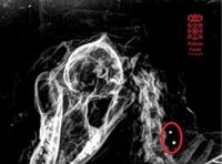 Investigan a un vecino de la Zona Media como presunto autor de un delito de maltrato animal