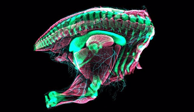 Cuartos traseros de codorniz embrionarios fotografiados mediante microscopía confocal de barrido láser. La pelvis de este embrión de codorniz acaba de transformarse en una configuración de ave relativamente "moderna".