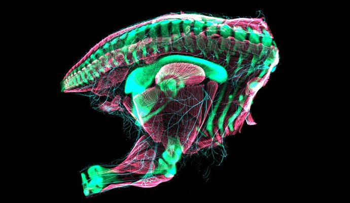 Cuartos traseros de codorniz embrionarios fotografiados mediante microscopía confocal de barrido láser. La pelvis de este embrión de codorniz acaba de transformarse en una configuración de ave relativamente "moderna".