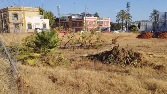 Imagen del árbol talado en Alcalá