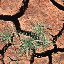 Archivo - Tierra agrietada sequia recurso falta precipitaciones medioambiente