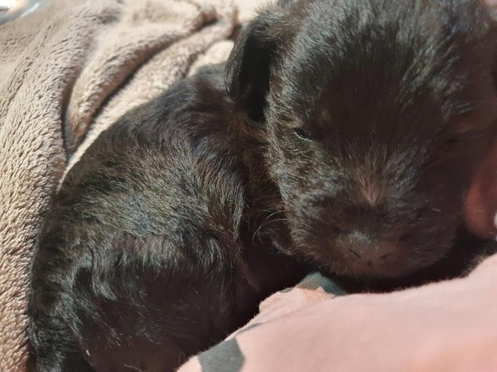 Archivo - Cachorro de perro abandonado,  en el concejo asturiano de Parres