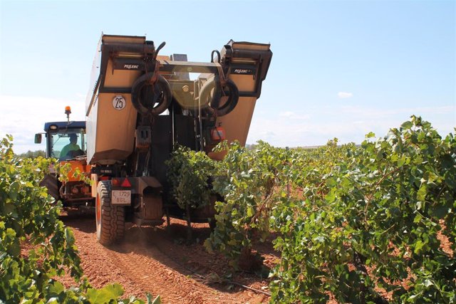 Archivo - Un tractor recogiendo uvas de una cosecha.