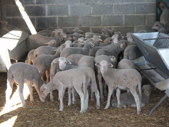 Varios ejemplares en una explotación de ovino en Extremadura.