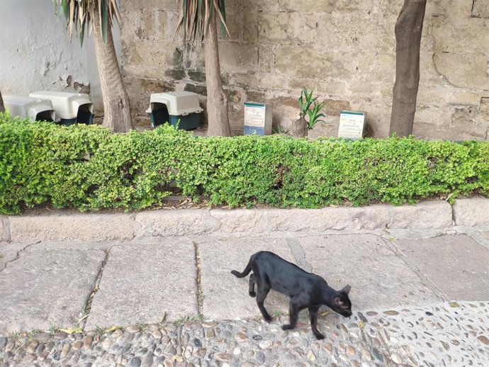 Colonia felina en Córdoba