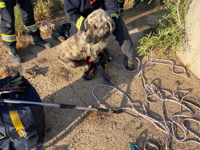 Rescatado en buen estado un perro atrapado en un pozo de cuatro metros de profundidad en Alcalá de Henares