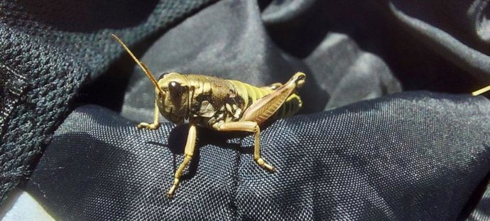 Localizados nuevos ejemplares de saltamontes PodismaCarpetana, que hace años se creía extinguido en la región