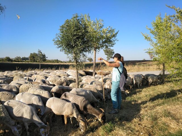 Archivo - Pastor con ovejas en Andalucía