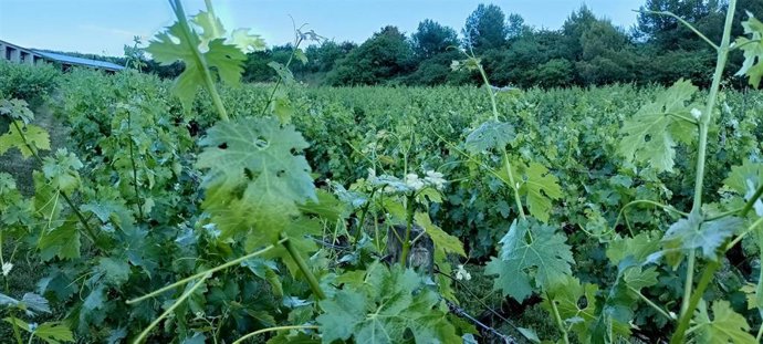 Viña en Elciego (Álava)